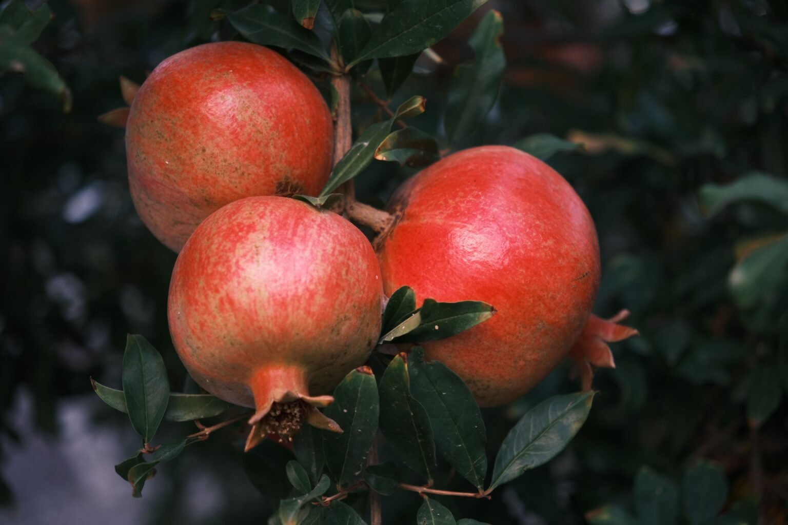 pomegranate image