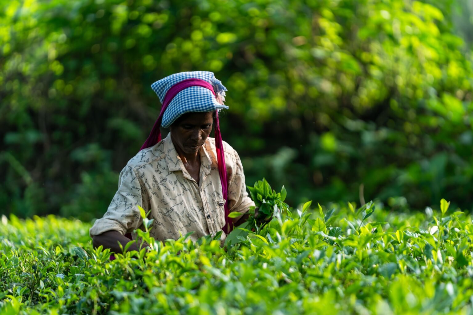 Farmer image